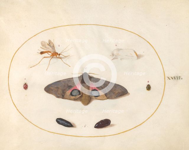 Plate 27: Two Moths, Two Chyrsalides, and Other Insects, c. 1575/1580. Creator: Joris Hoefnagel.