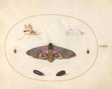 Plate 27: Two Moths, Two Chyrsalides, and Other Insects, c. 1575/1580. Creator: Joris Hoefnagel
