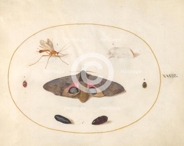 Plate 27: Two Moths, Two Chyrsalides, and Other Insects, c. 1575/1580. Creator: Joris Hoefnagel.