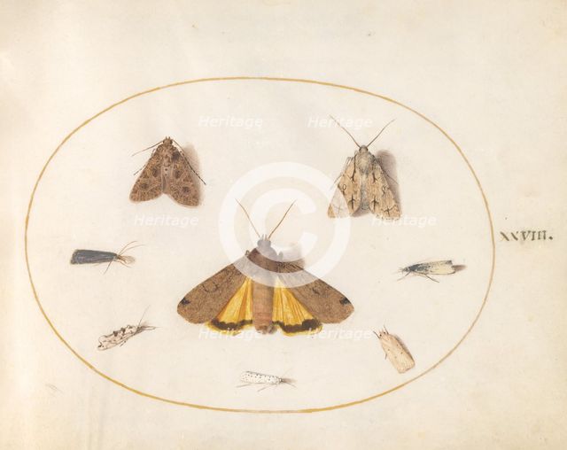 Plate 28: Eight Moths, c. 1575/1580. Creator: Joris Hoefnagel.