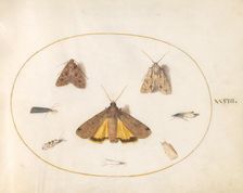 Plate 28: Eight Moths, c. 1575/1580. Creator: Joris Hoefnagel