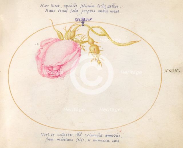 Plate 29: Pink Rose and Rosebud, c. 1575/1580. Creator: Joris Hoefnagel.