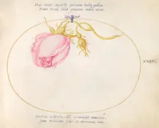 Plate 29: Pink Rose and Rosebud, c. 1575/1580. Creator: Joris Hoefnagel