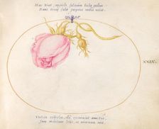 Plate 29: Pink Rose and Rosebud, c. 1575/1580. Creator: Joris Hoefnagel