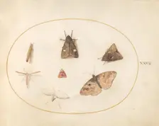Plate 30: Seven Moths, c. 1575/1580. Creator: Joris Hoefnagel