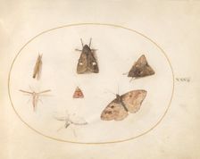Plate 30: Seven Moths, c. 1575/1580. Creator: Joris Hoefnagel