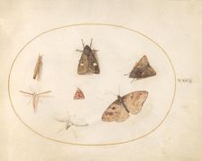 Plate 30: Seven Moths, c. 1575/1580. Creator: Joris Hoefnagel