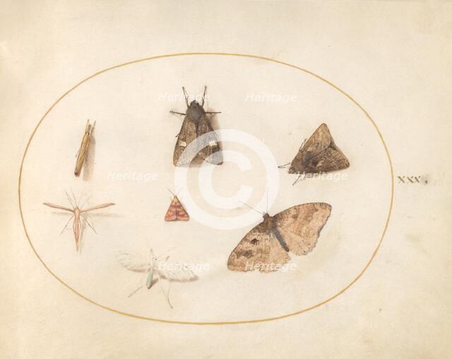 Plate 30: Seven Moths, c. 1575/1580. Creator: Joris Hoefnagel.