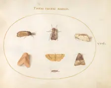 Plate 31: Seven Moths, c. 1575/1580. Creator: Joris Hoefnagel