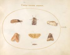 Plate 31: Seven Moths, c. 1575/1580. Creator: Joris Hoefnagel