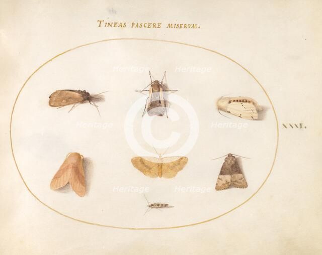 Plate 31: Seven Moths, c. 1575/1580. Creator: Joris Hoefnagel.
