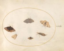 Plate 32: Six Moths, c. 1575/1580. Creator: Joris Hoefnagel