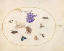 Plate 33: Moth and Butterfly with other Insects and a Columbine Flower, c. 1575/1580. Creator: Joris Hoefnagel