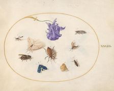 Plate 33: Moth and Butterfly with other Insects and a Columbine Flower, c. 1575/1580. Creator: Joris Hoefnagel