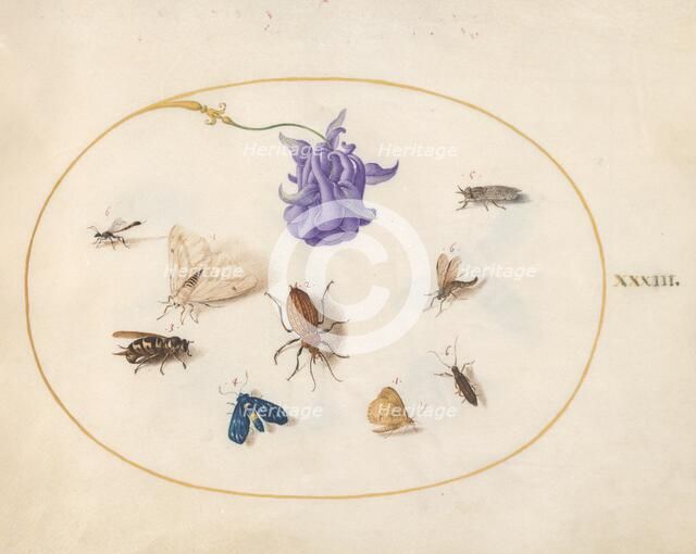 Plate 33: Moth and Butterfly with other Insects and a Columbine Flower, c. 1575/1580. Creator: Joris Hoefnagel.