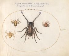 Plate 34: Four Spiders, c. 1575/1580. Creator: Joris Hoefnagel