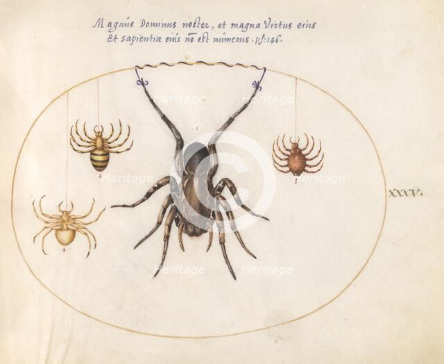 Plate 34: Four Spiders, c. 1575/1580. Creator: Joris Hoefnagel.