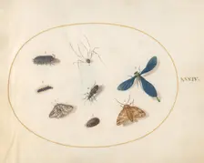 Plate 34: Two Moths with a Spider, a Caterpillar, and Four Other Insects, c. 1575/1580. Creator: Joris Hoefnagel