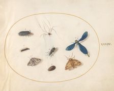 Plate 34: Two Moths with a Spider, a Caterpillar, and Four Other Insects, c. 1575/1580. Creator: Joris Hoefnagel