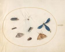 Plate 34: Two Moths with a Spider, a Caterpillar, and Four Other Insects, c. 1575/1580. Creator: Joris Hoefnagel