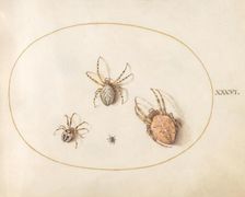 Plate 36: Three Large Spiders and One Small Spider, c. 1575/1580. Creator: Joris Hoefnagel