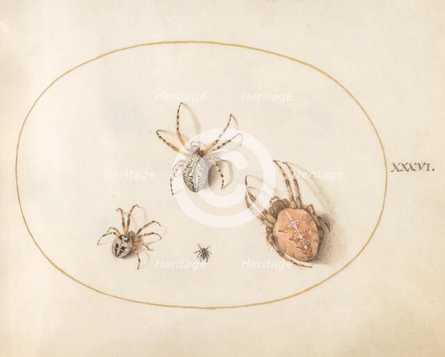Plate 36: Three Large Spiders and One Small Spider, c. 1575/1580. Creator: Joris Hoefnagel.