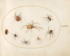 Plate 37: Seven Spiders and an Insect, c. 1575/1580. Creator: Joris Hoefnagel