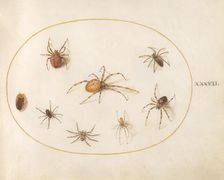 Plate 37: Seven Spiders and an Insect, c. 1575/1580. Creator: Joris Hoefnagel