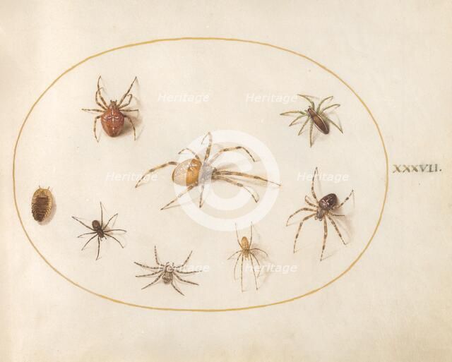Plate 37: Seven Spiders and an Insect, c. 1575/1580. Creator: Joris Hoefnagel.