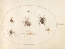 Plate 38: Seven Spiders, c. 1575/1580. Creator: Joris Hoefnagel