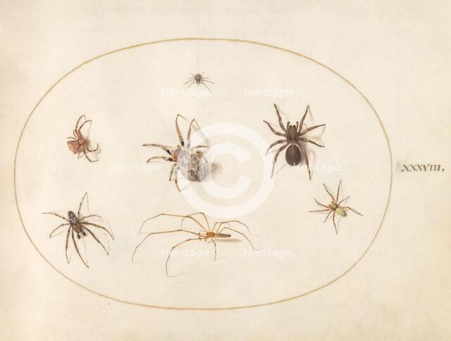 Plate 38: Seven Spiders, c. 1575/1580. Creator: Joris Hoefnagel.