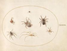 Plate 38: Seven Spiders, c. 1575/1580. Creator: Joris Hoefnagel