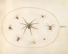 Plate 39: Eight Spiders, c. 1575/1580. Creator: Joris Hoefnagel