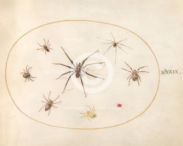 Plate 39: Eight Spiders, c. 1575/1580. Creator: Joris Hoefnagel.