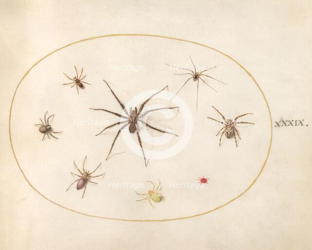 Plate 39: Eight Spiders, c. 1575/1580. Creator: Joris Hoefnagel.