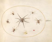 Plate 39: Eight Spiders, c. 1575/1580. Creator: Joris Hoefnagel