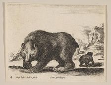 Plate 4: bear, from Various animals (Diversi animali), ca. 1641. Creator: Stefano della Bella