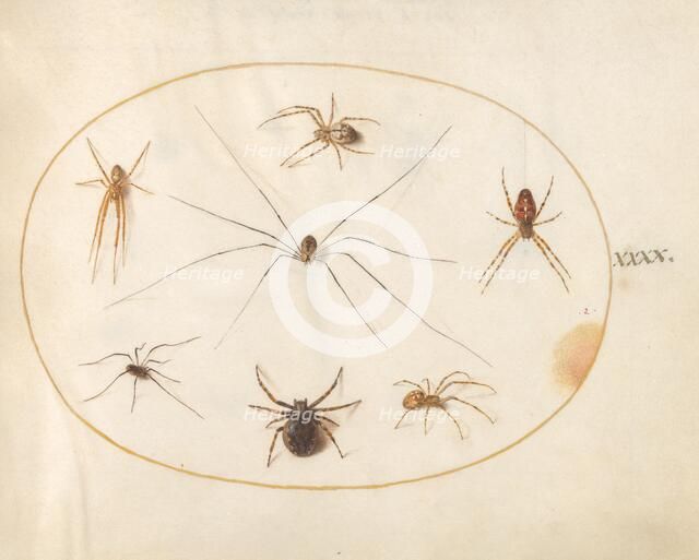 Plate 40: Eight Spiders, c. 1575/1580. Creator: Joris Hoefnagel.