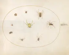 Plate 41: Yellow Spider Surrounded by Eight Spiders, c. 1575/1580. Creator: Joris Hoefnagel