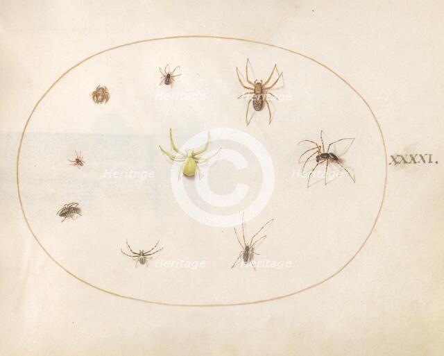 Plate 41: Yellow Spider Surrounded by Eight Spiders, c. 1575/1580. Creator: Joris Hoefnagel.