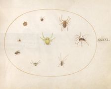 Plate 41: Yellow Spider Surrounded by Eight Spiders, c. 1575/1580. Creator: Joris Hoefnagel