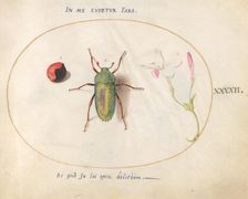 Plate 42: Large Green Beetle with a Plant Gall(?) and a Flower, c. 1575/1580. Creator: Joris Hoefnagel