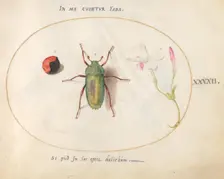 Plate 42: Large Green Beetle with a Plant Gall(?) and a Flower, c. 1575/1580. Creator: Joris Hoefnagel