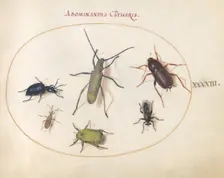 Plate 43: Beetles and Insects, c. 1575/1580. Creator: Joris Hoefnagel