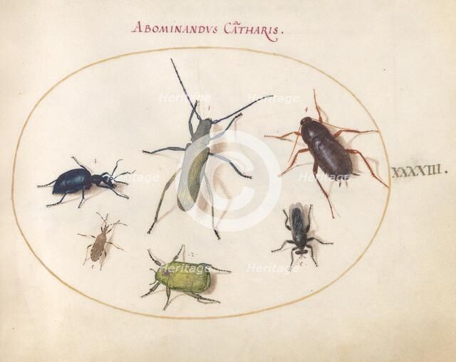 Plate 43: Beetles and Insects, c. 1575/1580. Creator: Joris Hoefnagel.