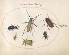 Plate 43: Beetles and Insects, c. 1575/1580. Creator: Joris Hoefnagel