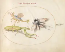 Plate 44: Mantis and Mayfly with an Imaginary Insect, c. 1575/1580. Creator: Joris Hoefnagel