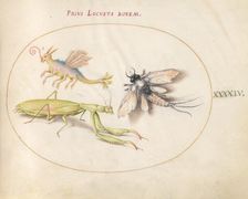 Plate 44: Mantis and Mayfly with an Imaginary Insect, c. 1575/1580. Creator: Joris Hoefnagel
