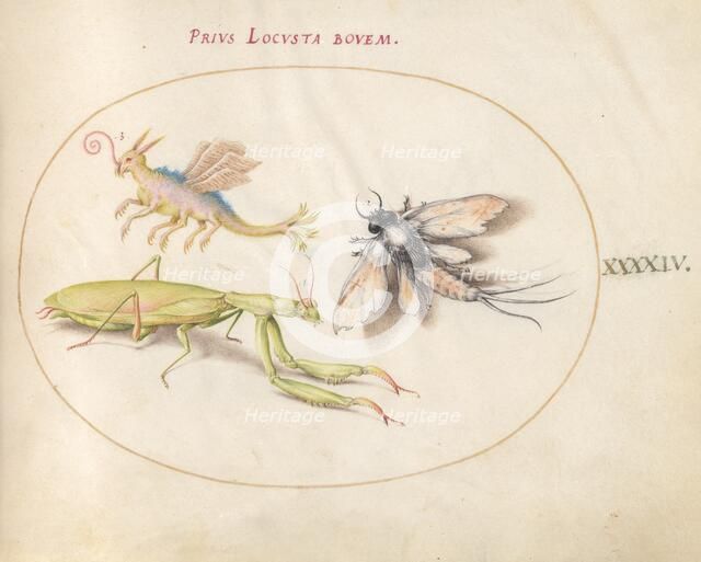 Plate 44: Mantis and Mayfly with an Imaginary Insect, c. 1575/1580. Creator: Joris Hoefnagel.