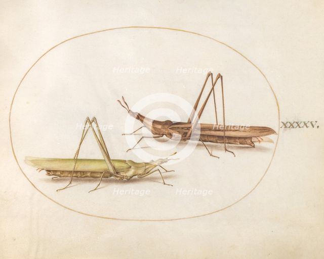 Plate 45: Two Grasshoppers, c. 1575/1580. Creator: Joris Hoefnagel.